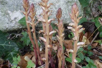 Orobanche