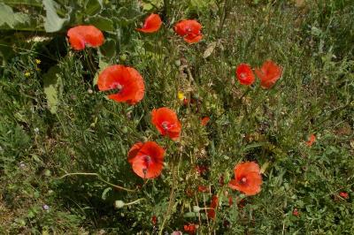 Papaver rhoeas