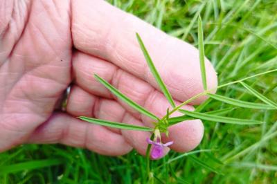 Vicia angustifolia
