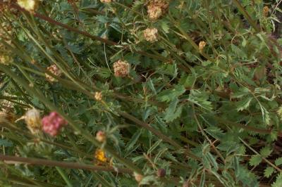 Poterium sanguisorba