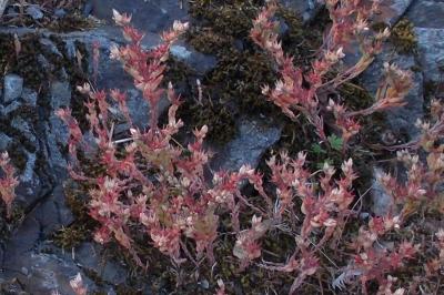 Sedum anglicum