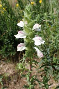 Bartsia trixago
