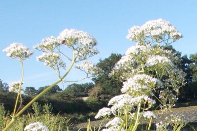 Valeriana officinalis