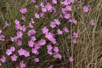 Dianthus gallicus