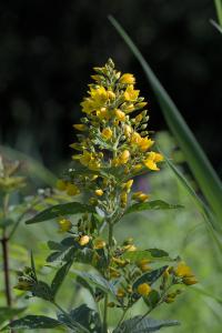 Lysimachia vulgaris