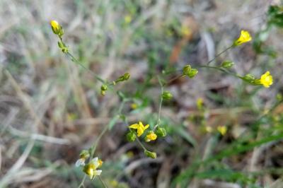 Linum trigynum