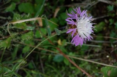 Centaurea jacea