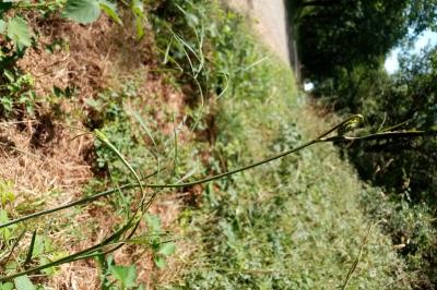 Peucedanum gallicum