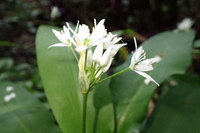 Allium ursinum
