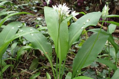 Allium ursinum
