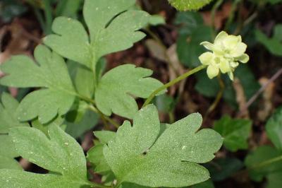 Adoxa moschatellina