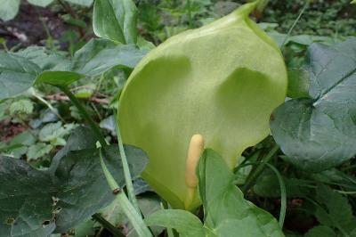 Arum italicum