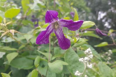 Clematis viticella