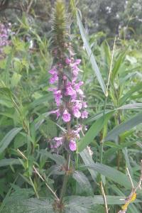 Stachys palustris