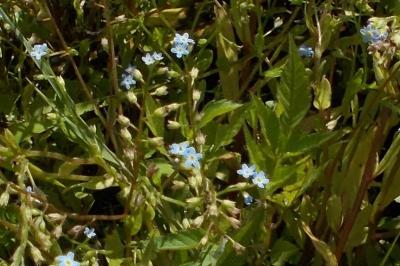 Myosotis