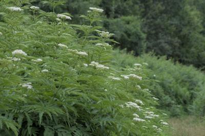 Sambucus ebulus