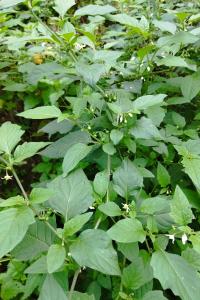 Solanum nigrum subsp. nigrum
