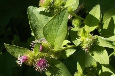 Arctium minus