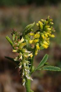 Melilotus indicus