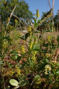 Melilotus indicus