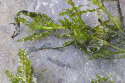 Najas marina subsp. marina