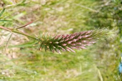 Trifolium angustifolium