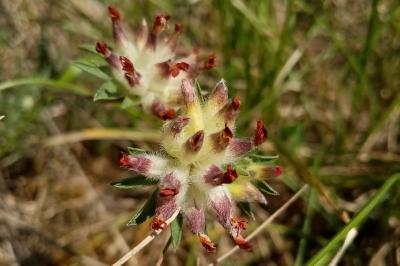 Anthyllis vulneraria
