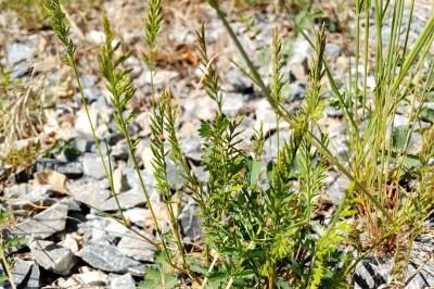 Catapodium rigidum
