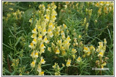 Linaria vulgaris
