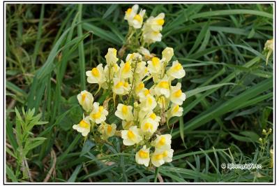 Linaria vulgaris