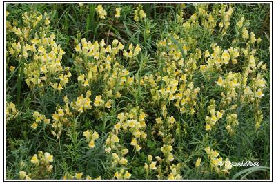 Linaria vulgaris