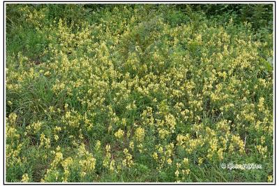 Linaria vulgaris