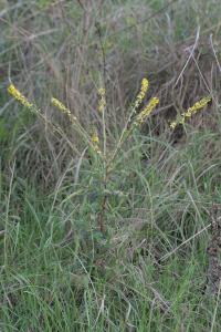 Agrimonia eupatoria
