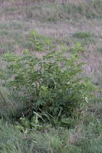 Sambucus ebulus