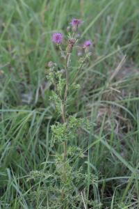 Cirsium arvense