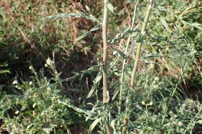 Symphyotrichum squamatum