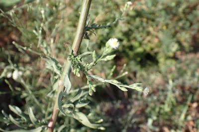 Symphyotrichum squamatum