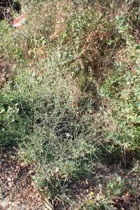 Symphyotrichum squamatum