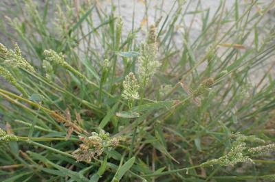 Polypogon viridis