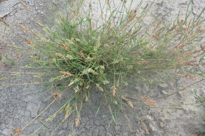 Polypogon viridis