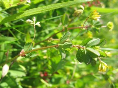Trifolium micranthum