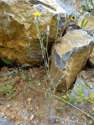Crepis foetida subsp. foetida