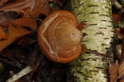 Piptoporus betulinus