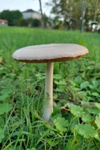 Volvopluteus gloiocephalus