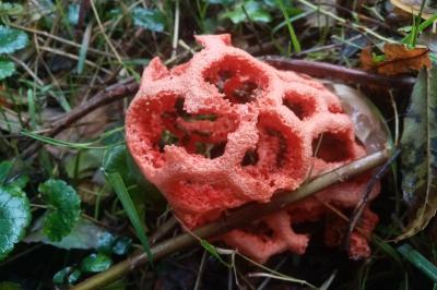 Clathrus ruber