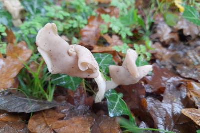 Helvella elastica