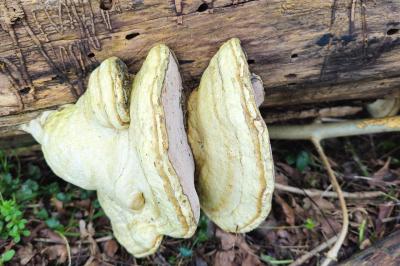 Fomes fomentarius