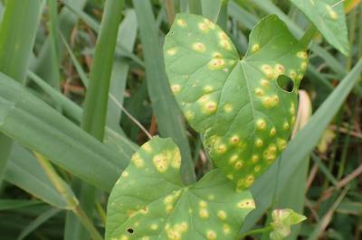 Puccinia convolvuli