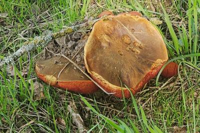 Neoboletus erythropus