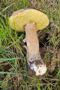 Boletus edulis